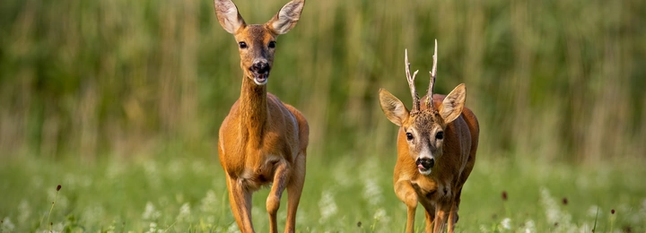 Jagdhund apportiert eine Ente