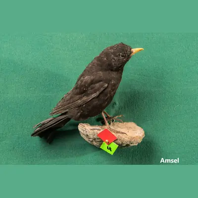 Präparat: Amsel