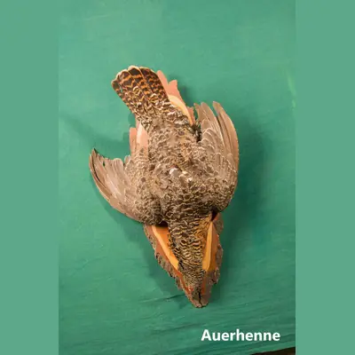 Präparat: Auerhenne
