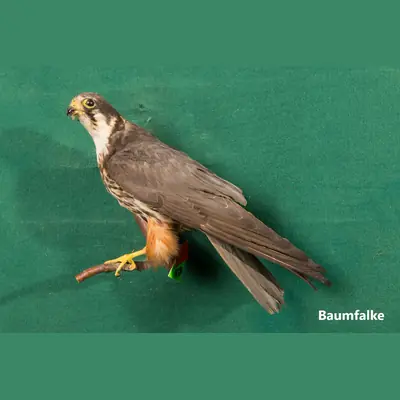 Präparat: Baumfalke