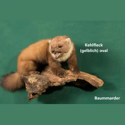 Präparat: Baummarder