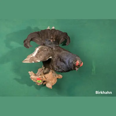 Präparat: Birkhahn
