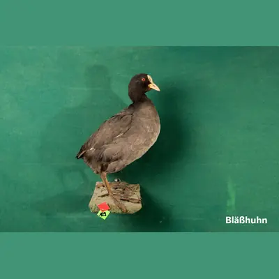 Präparat: Bläßhuhn
