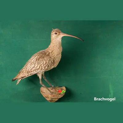 Präparat: Brachvogel