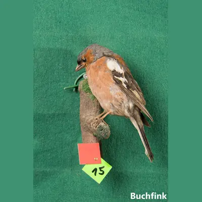 Präparat: Buchfink