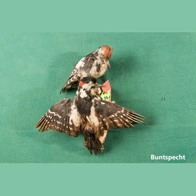 Präparat: Buntspecht