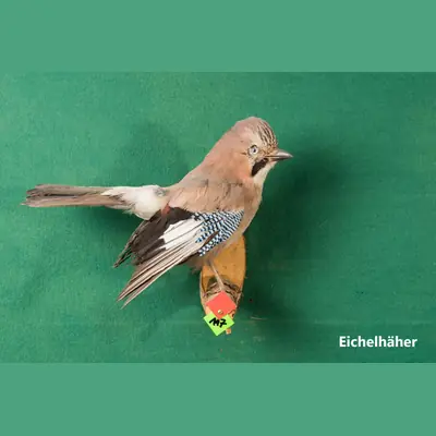 Präparat: Eichelhäher