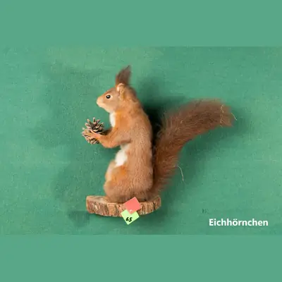 Präparat: Eichhörnchen