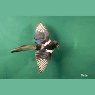 Präparat: Elster