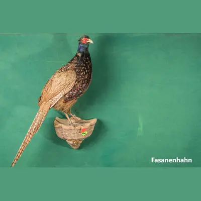 Präparat: Fasanenhahn