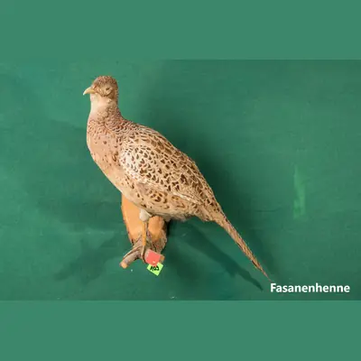 Präparat: Fasanenhenne