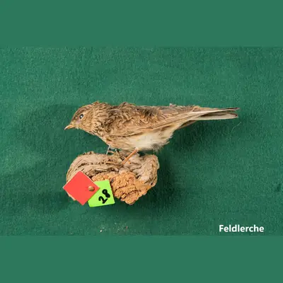Präparat: Feldlerche