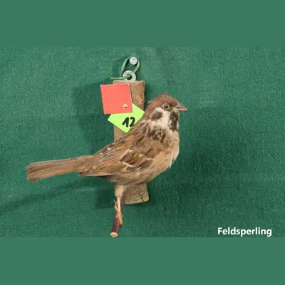 Präparat: Feldsperling