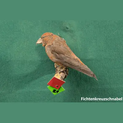 Präparat: Fichtenkreuzschnabel