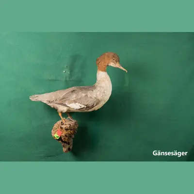 Präparat: Gänsesäger