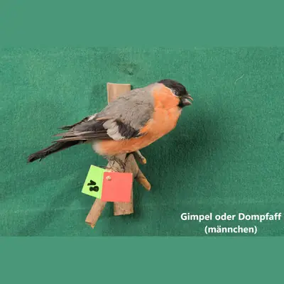 Präparat: Gimpel oder Dompfaff, männlich