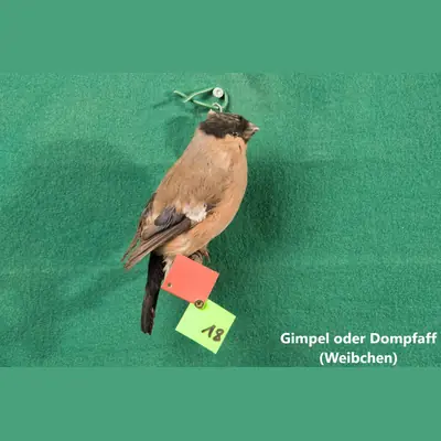 Präparat: Gimpel oder Dompfaff, weiblich
