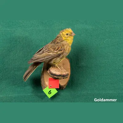 Präparat: Goldammer