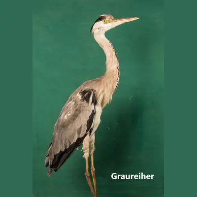 Präparat: Graureiher