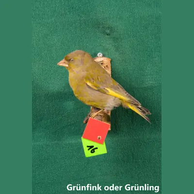 Präparat: Grünfink oder Grünling
