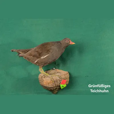 Präparat: Grünfüßiges Teichhuhn