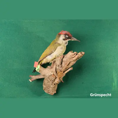 Präparat: Grünspecht