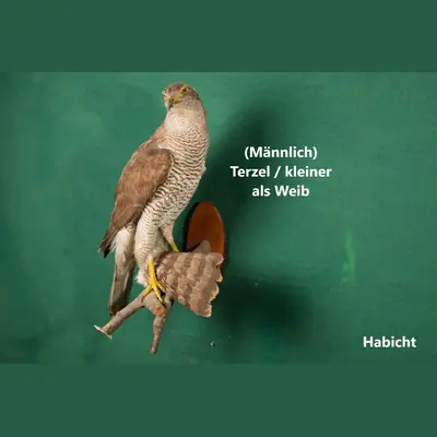 Präparat: Habicht, männlich