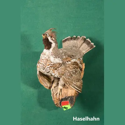 Präparat: Haselhahn