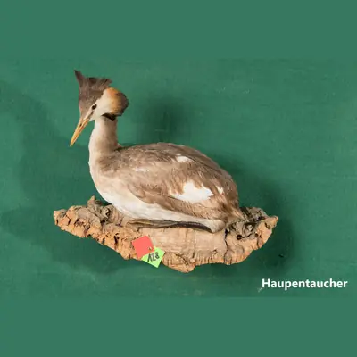Präparat: Haubentaucher
