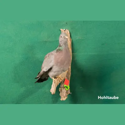 Präparat: Hohltaube