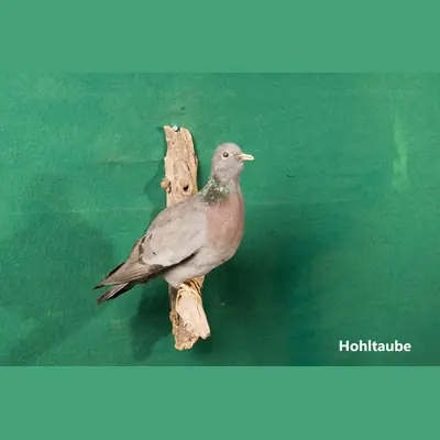 Präparat: Hohltaube