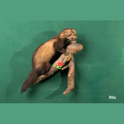 Präparat: Iltis