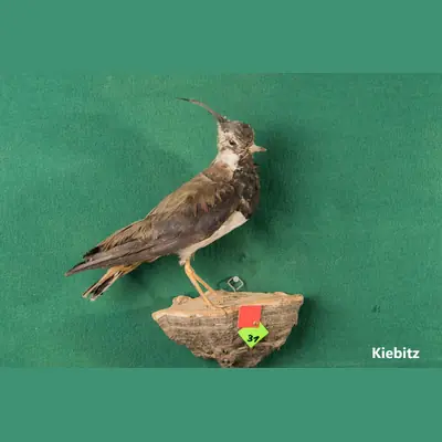 Präparat: Kiebitz