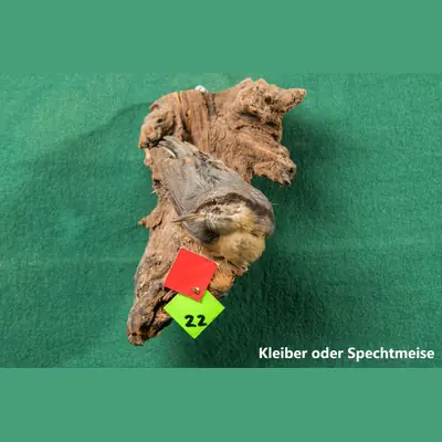 Präparat: Kleiber oder Spechtmeise