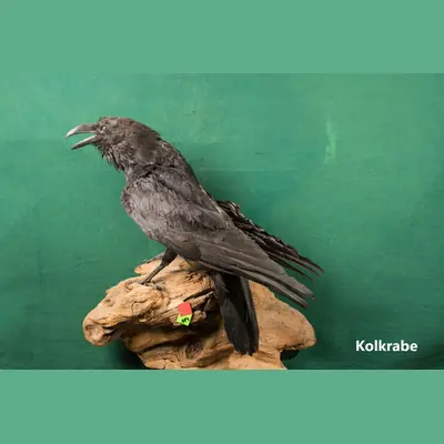 Präparat: Kolkrabe