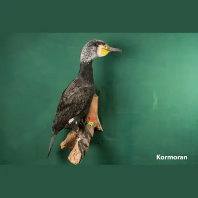 Präparat: Kormoran