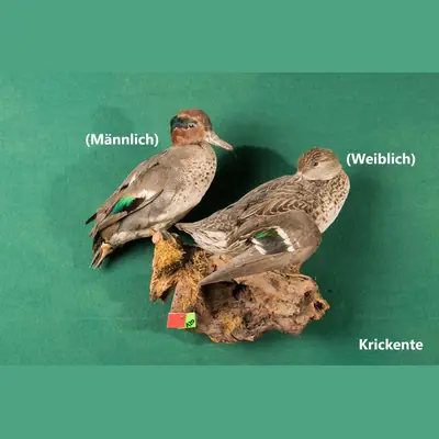 Präparat: Krickente