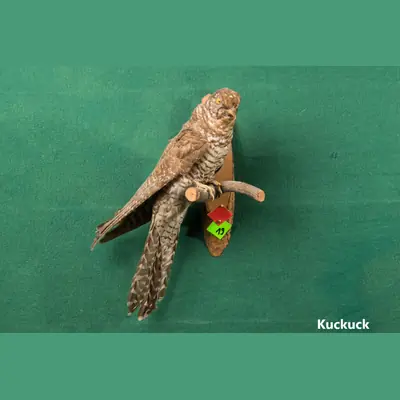 Präparat: Kuckuck