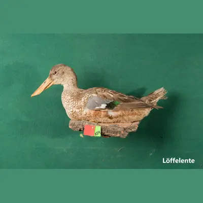 Präparat: Löffelente