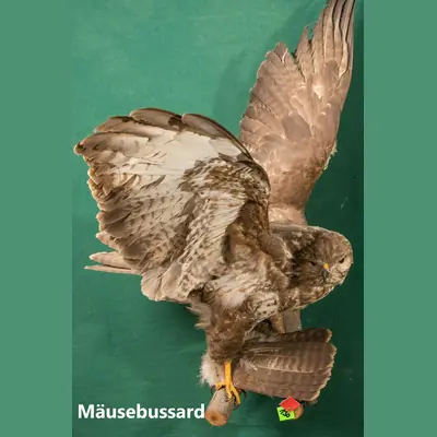 Präparat: Mäusebussard