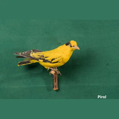 Präparat: Pirol