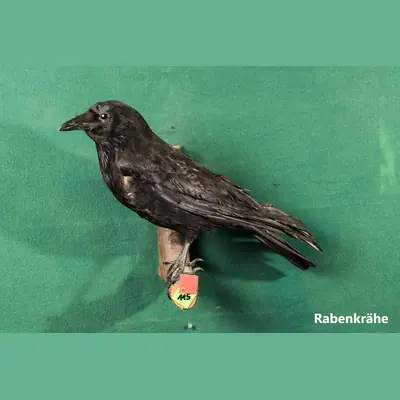 Präparat: Rabenkrähe