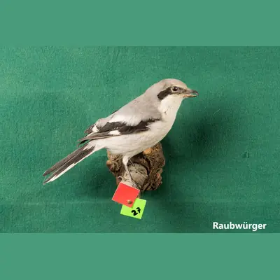 Präparat: Raubwürger