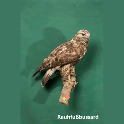 Präparat: Rauhfußbussard
