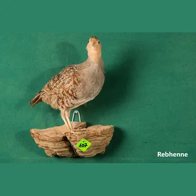 Präparat: Rebhenne