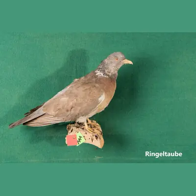 Präparat: Ringeltaube