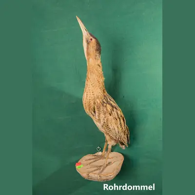 Präparat: Rohrdommel