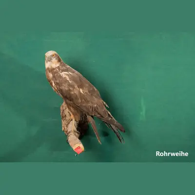 Präparat: Rohrweihe