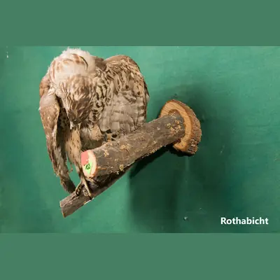 Präparat: Rothabicht