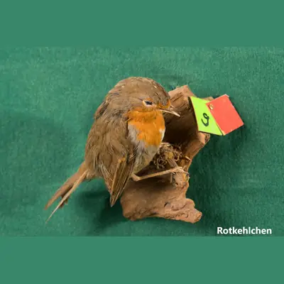 Präparat: Rotkehlchen
